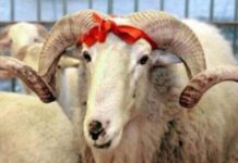 Курбан Байрам празнуват мюсюлманите