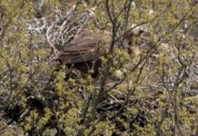 Черни лешояди отново излюпиха малки след над три десетилетия